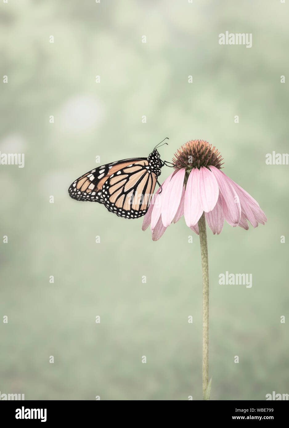 Side view of a Monarch (danaus plexippus) butterfly on a pink cone flower Stock Photo