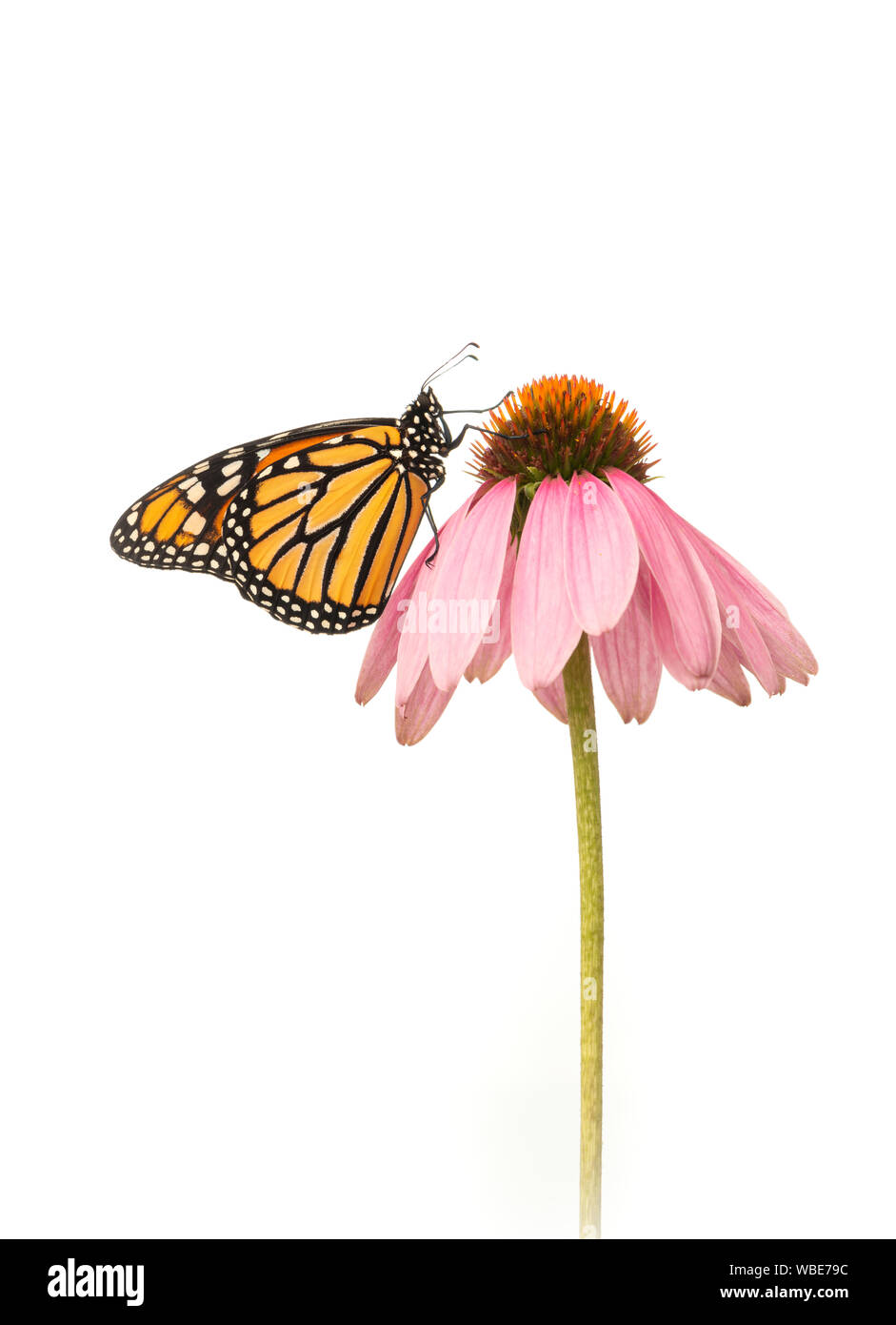 Side view of a Monarch (danaus plexippus) butterfly on a pink cone flower - on a white  background Stock Photo