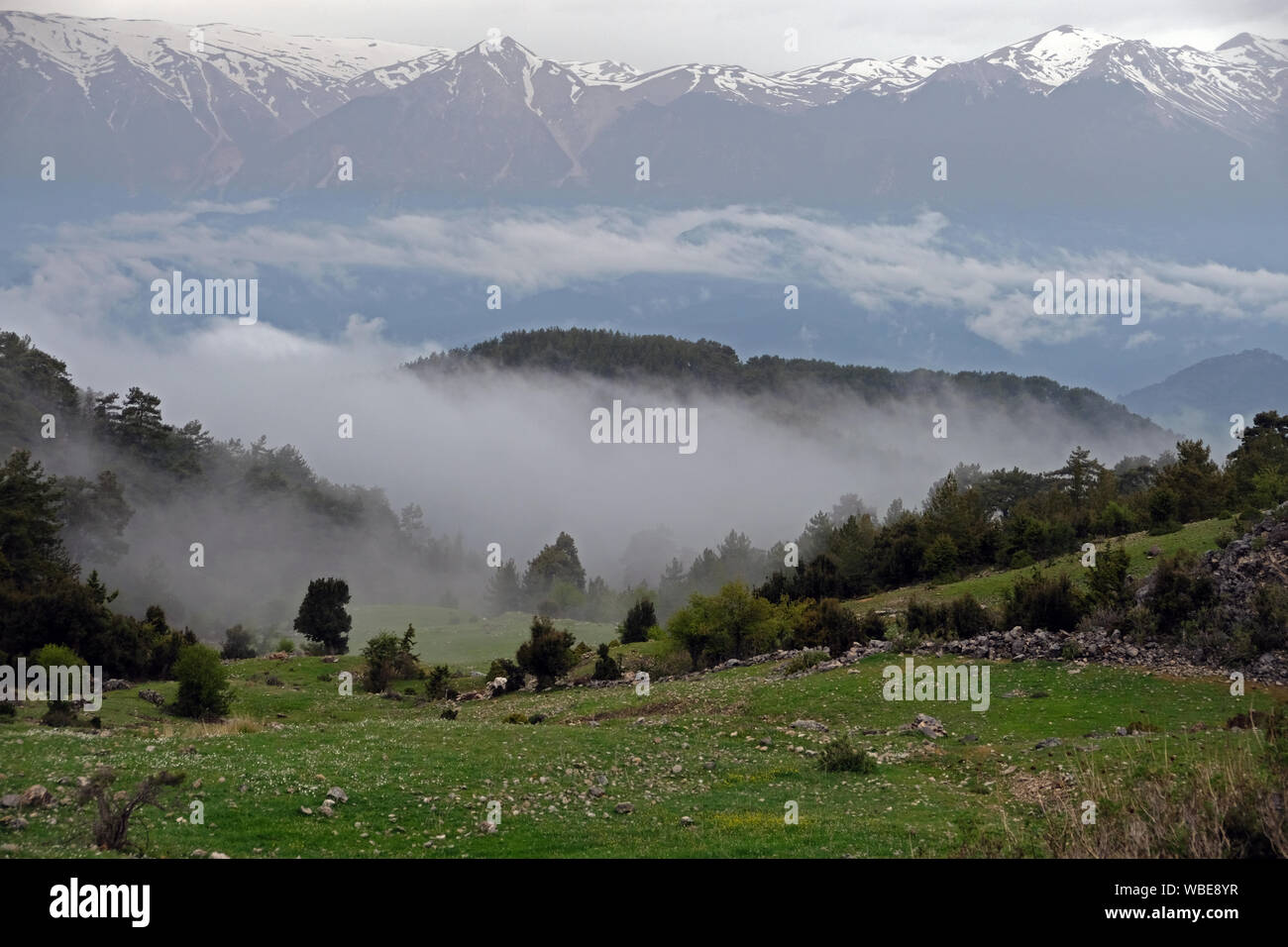 goat breeding is an important source of income in the meadow areas within the forests in the Mediterranean region Stock Photo