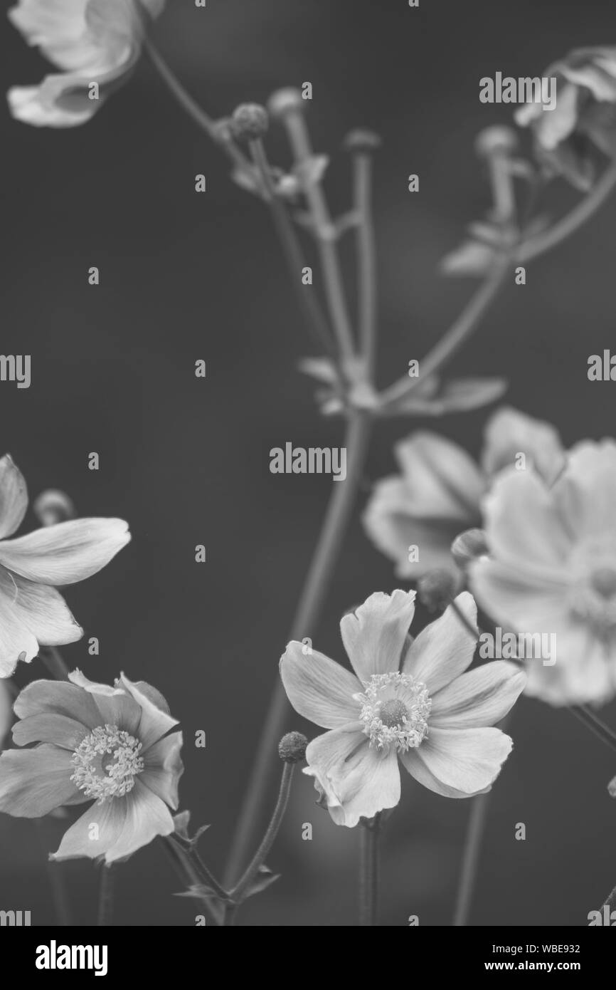 Beautiful japanese flower Black and White Stock Photos & Images - Alamy