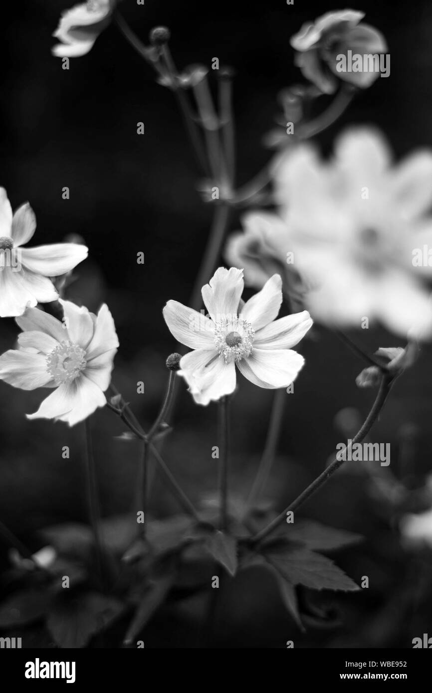Beautiful japanese flower Black and White Stock Photos & Images - Alamy