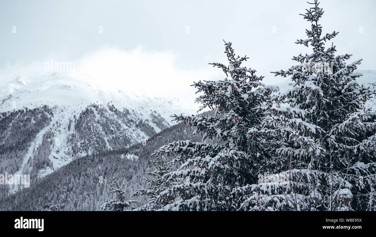 Wide shot of pine trees and mountains covered in snow Stock Photo - Alamy