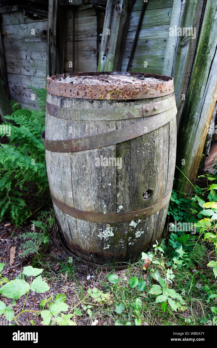 Antique wooden barrel with bent wood staves and rusty iron straps, outside with green foliage on a sunny day Stock Photo