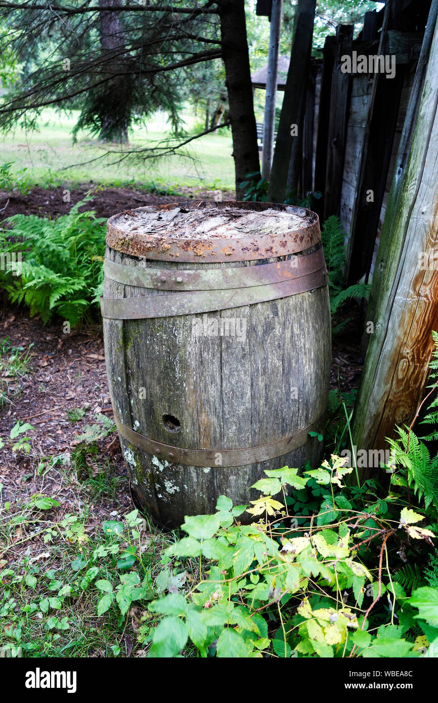 Antique wooden barrel with bent wood staves and rusty iron straps, outside with green foliage on a sunny day Stock Photo