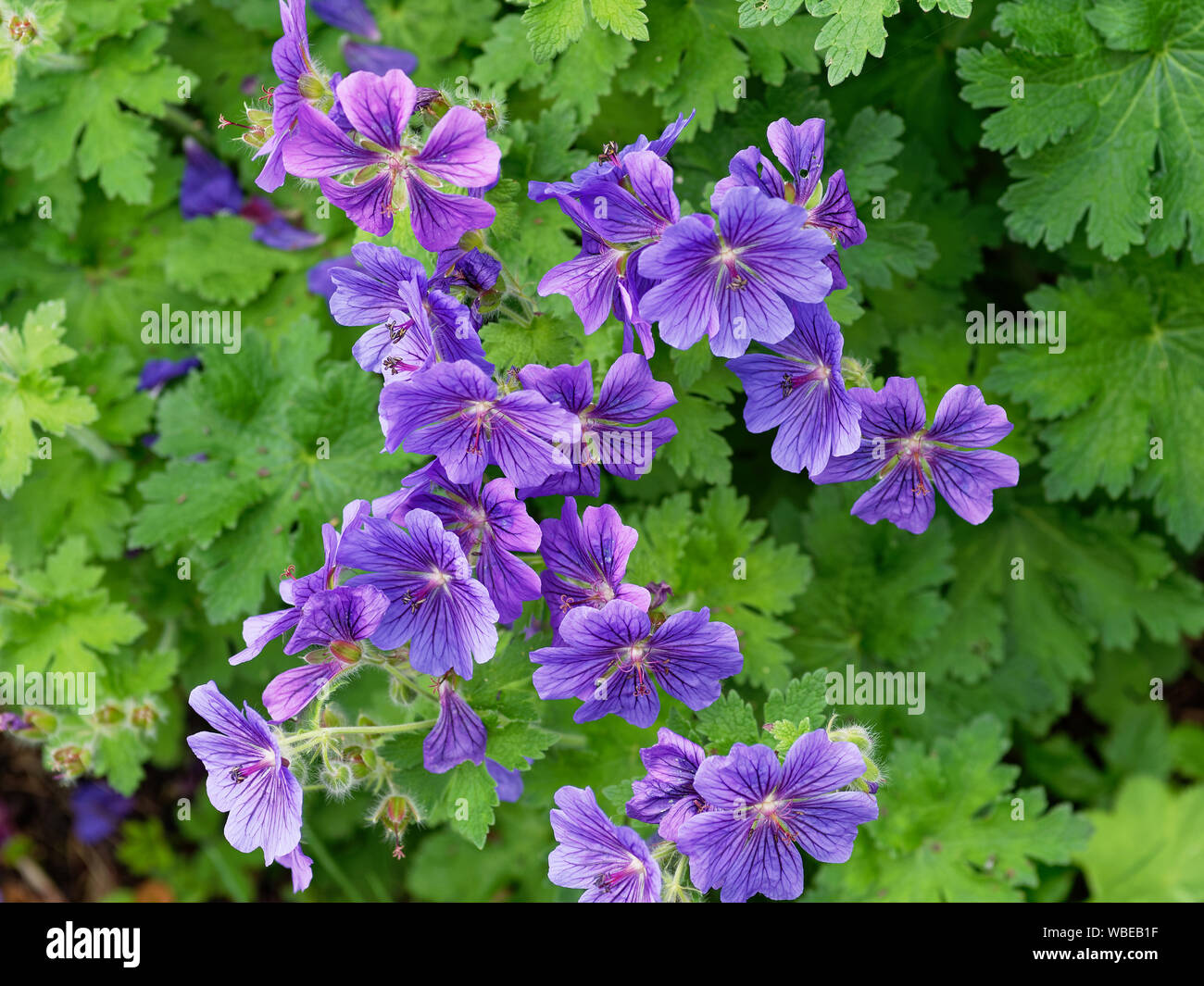 Wild flowers, meadow Geranium variety UK Stock Photo Alamy