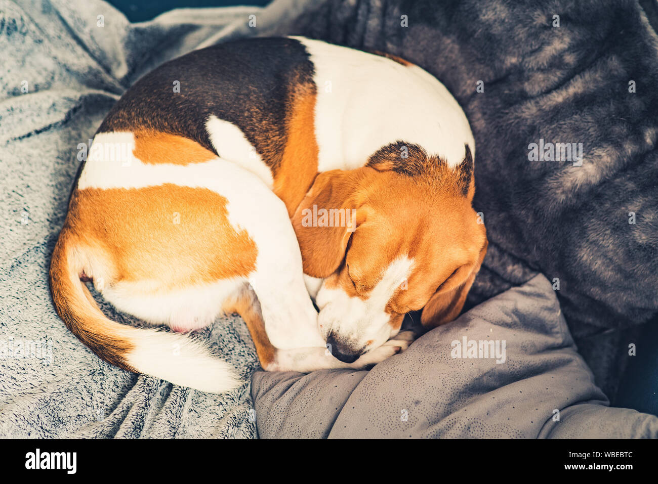 Dog Sleeping In Car High Resolution Stock Photography and Images - Alamy