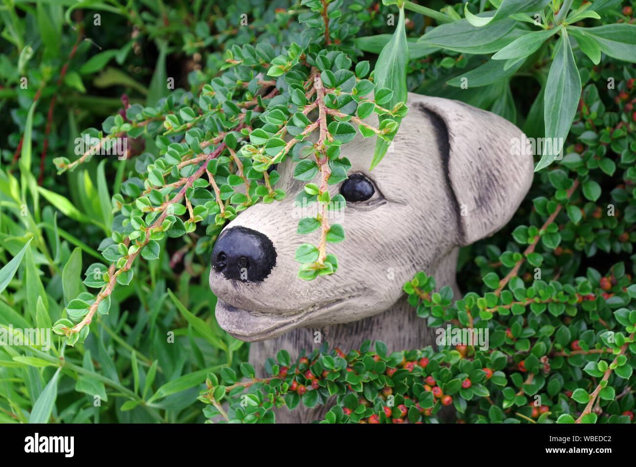 Toy dog in the hedge Stock Photo