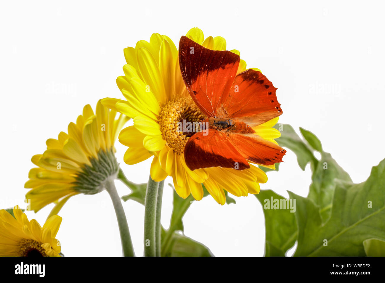 Tawny Rajah Butterfly Charaxes bernardus on a Yellow Daisy Stock Photo