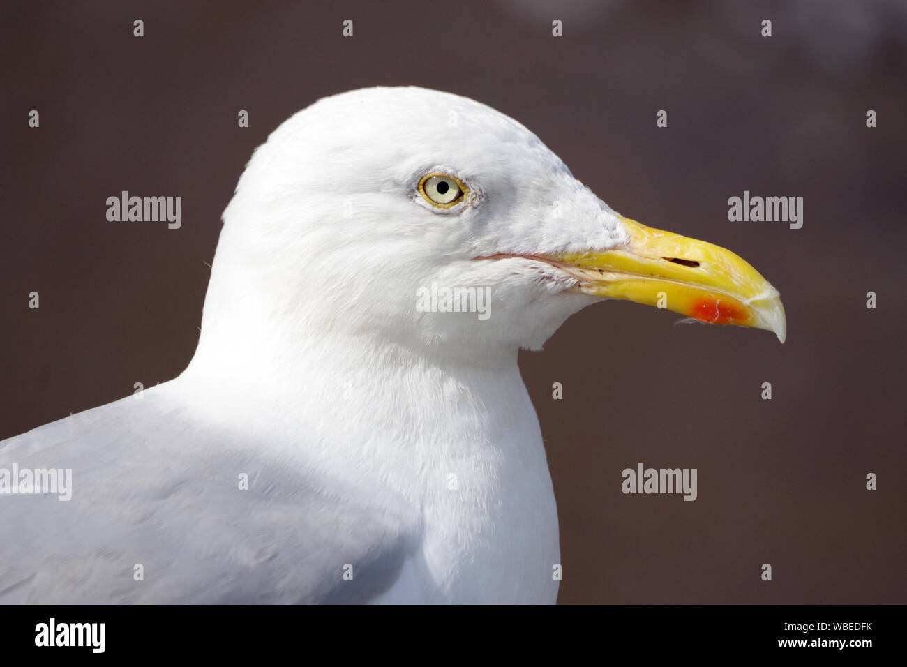 Gulls or seagulls are seabirds of the family Laridae in the suborder Lari. Stock Photo