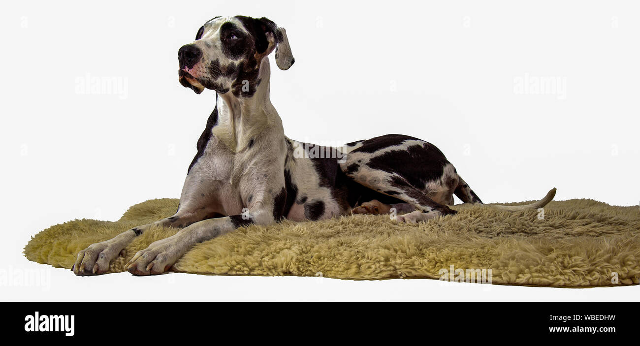 Harlequin Great Dane on Sheepskin Rug isolated Stock Photo Alamy