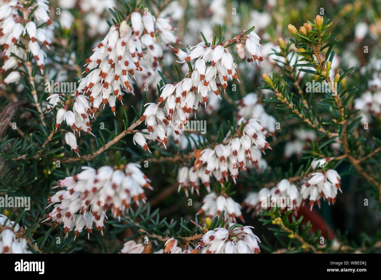 Close up of Heather Erica carnea Golden Starlet a fully hardy evergreen mat forming shrub that has white flowers with brown tips in winter and spring Stock Photo