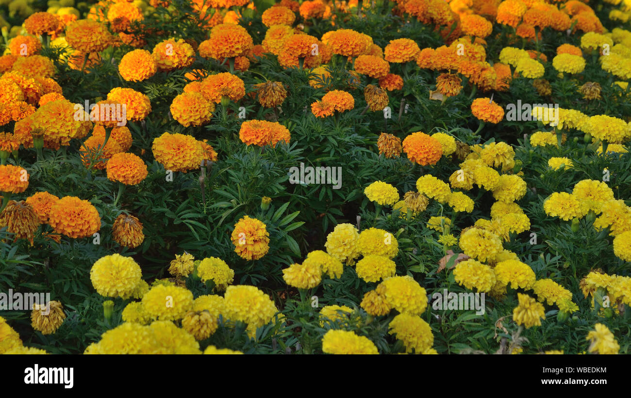 Yellow and orange marigold flowers in the garden, Tagetes erecta Stock Photo