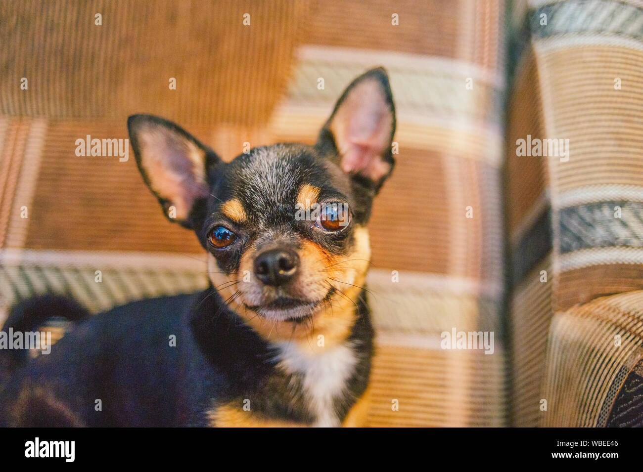 Brown Chihuahua High Resolution Stock Photography And Images Alamy