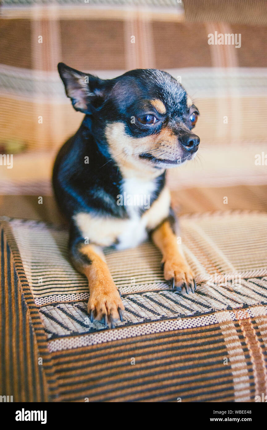 Brown Shorthair Red Haired Chihuahua Dog Lies And Sits On The Sofa