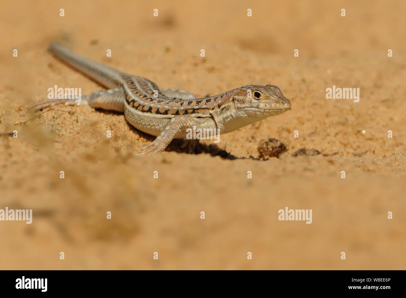 Spiny-footed Lizard - Acanthodactylus erythrurus  species of lizard in the family Lacertidae. The species is endemic to northwestern Africa and the Ib Stock Photo