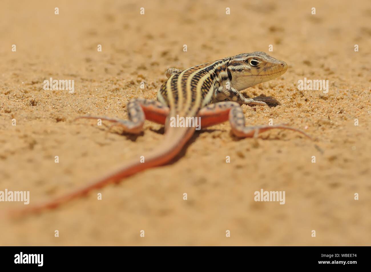 Spiny-footed Lizard - Acanthodactylus erythrurus  species of lizard in the family Lacertidae. The species is endemic to northwestern Africa and the Ib Stock Photo
