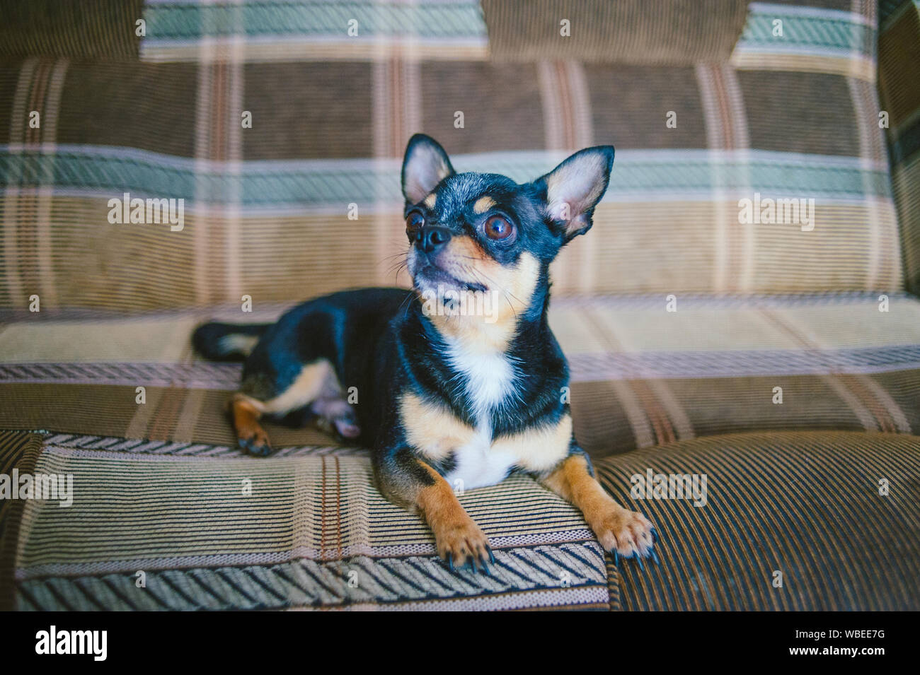 Brown Shorthair Red Haired Chihuahua Dog Lies And Sits On The Sofa