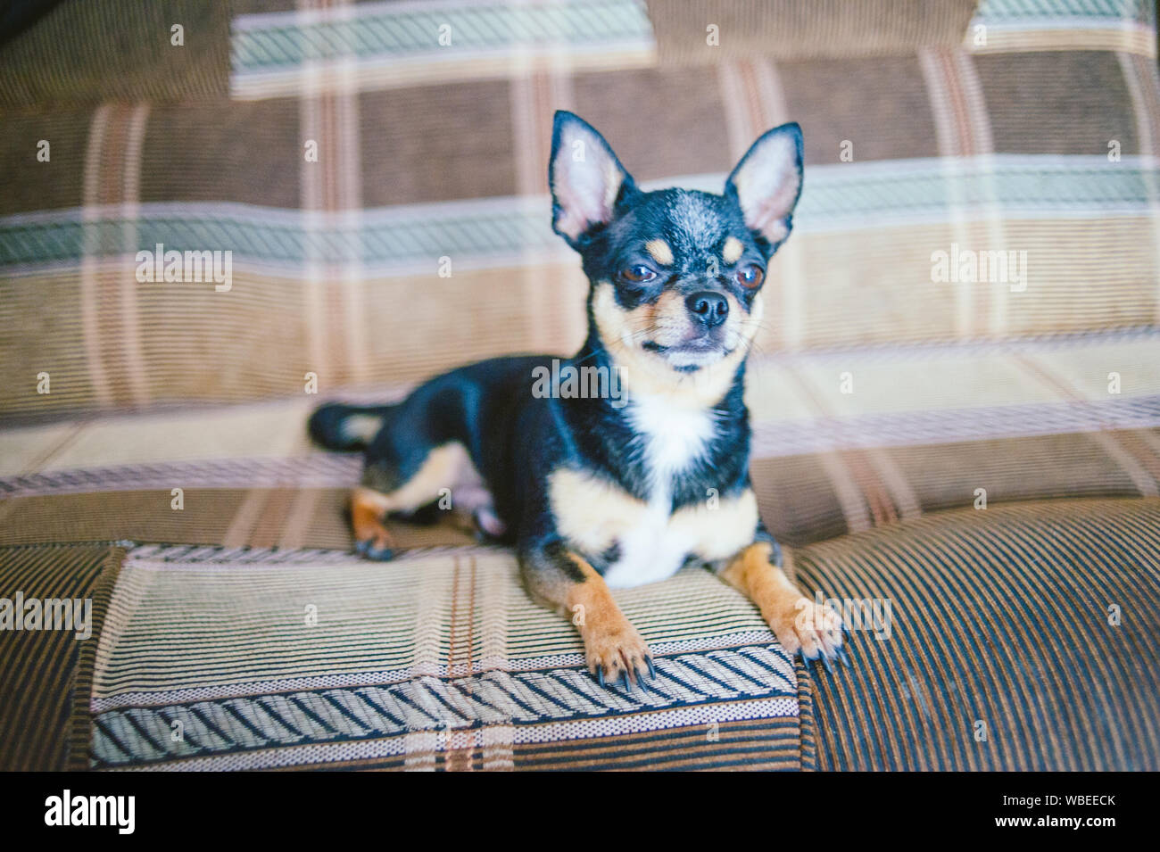 Brown Shorthair Red Haired Chihuahua Dog Lies And Sits On The Sofa