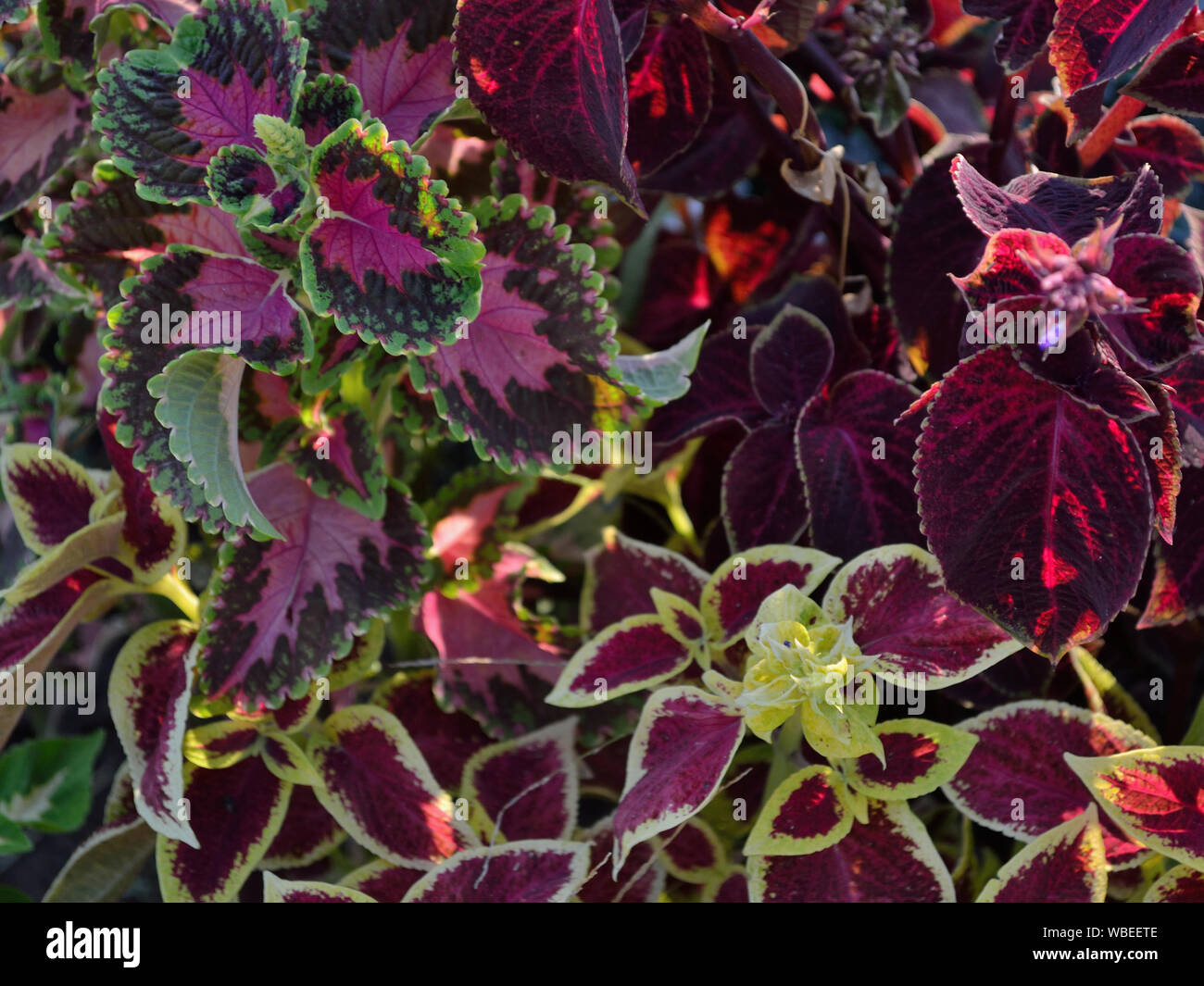 Coleus Blumei Plants In The Garden Stock Photo Alamy