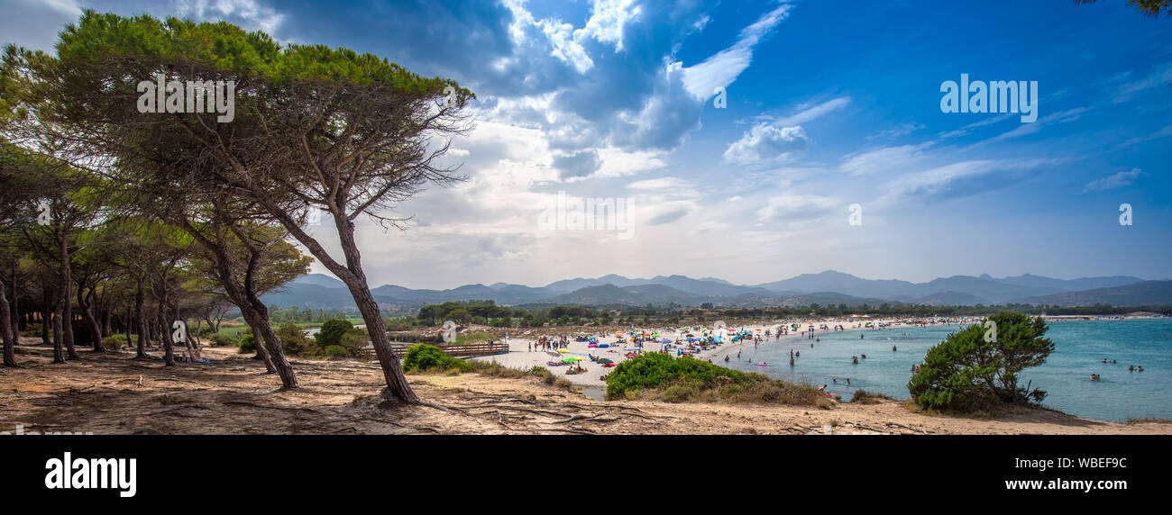 Pine trees on Budoni beach, Sardinia, Italy, Europe. Stock Photo