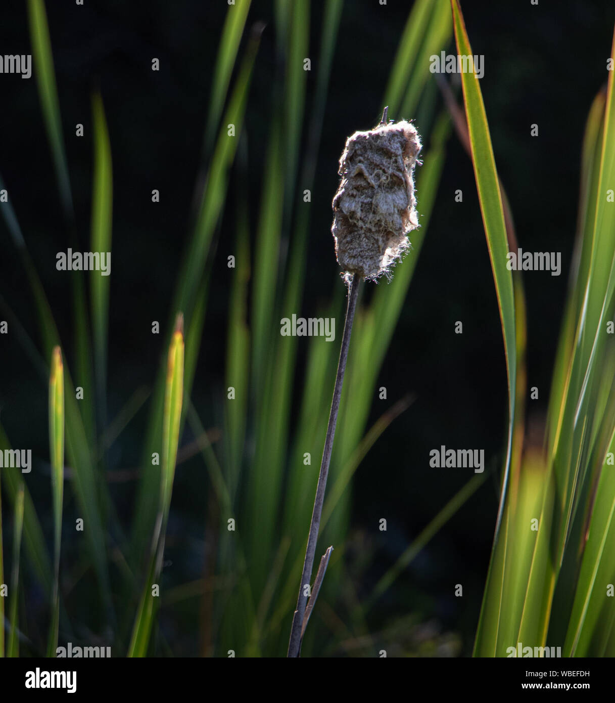 Cattail botanical hi-res stock photography and images - Alamy