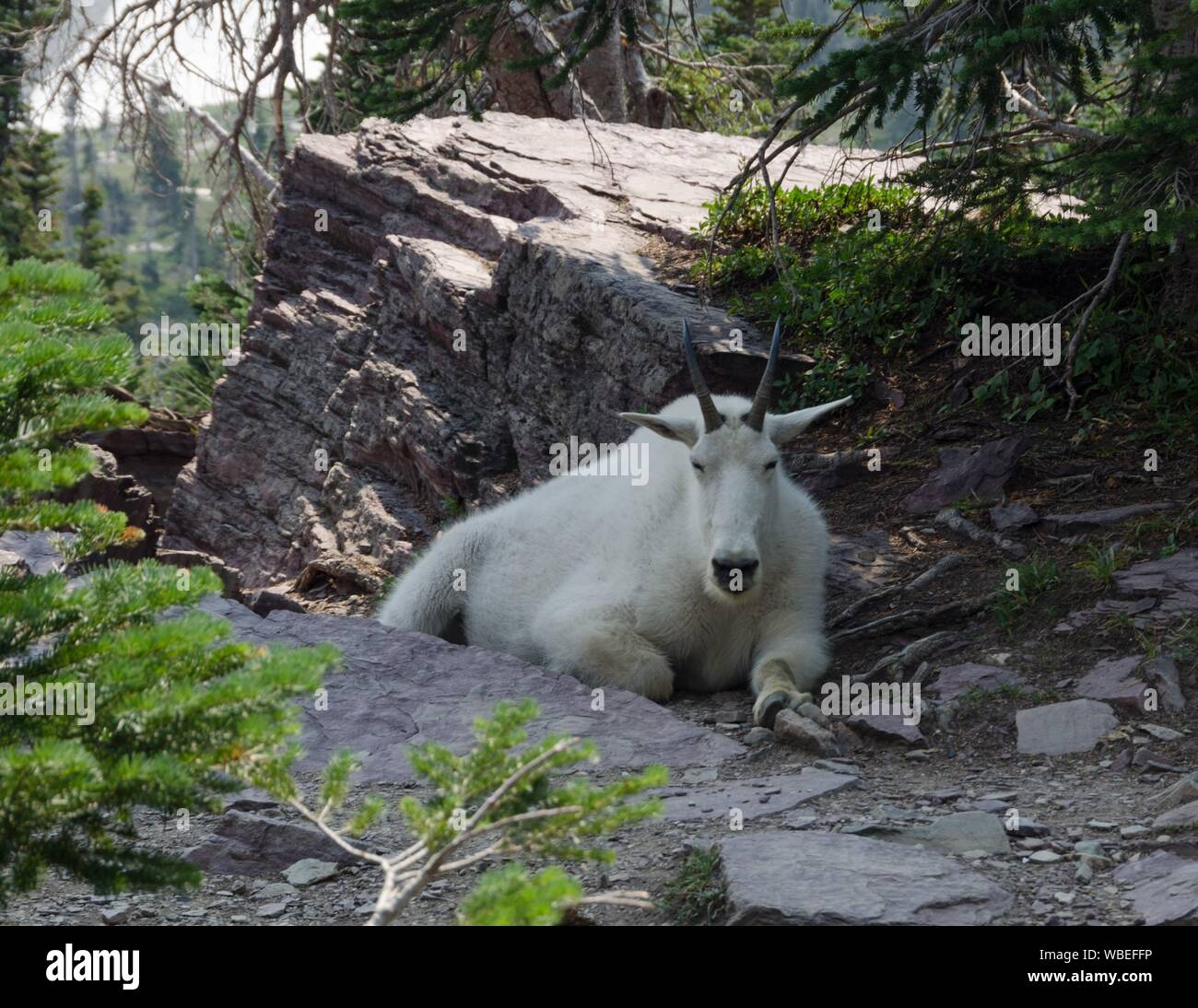 A Mountain Goat relaxes after climbing an uphill stretch at Logan's Pass in Glacier National Park, Montana during the 2018 fire season. Stock Photo