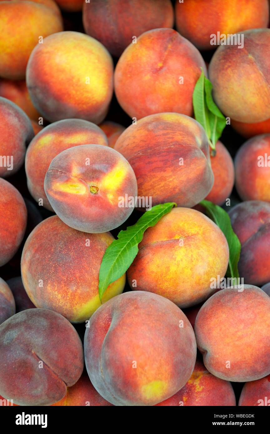 Peaches peach prunus persica fresh ripe harvested for sale in fruit market shop stall display Stock Photo