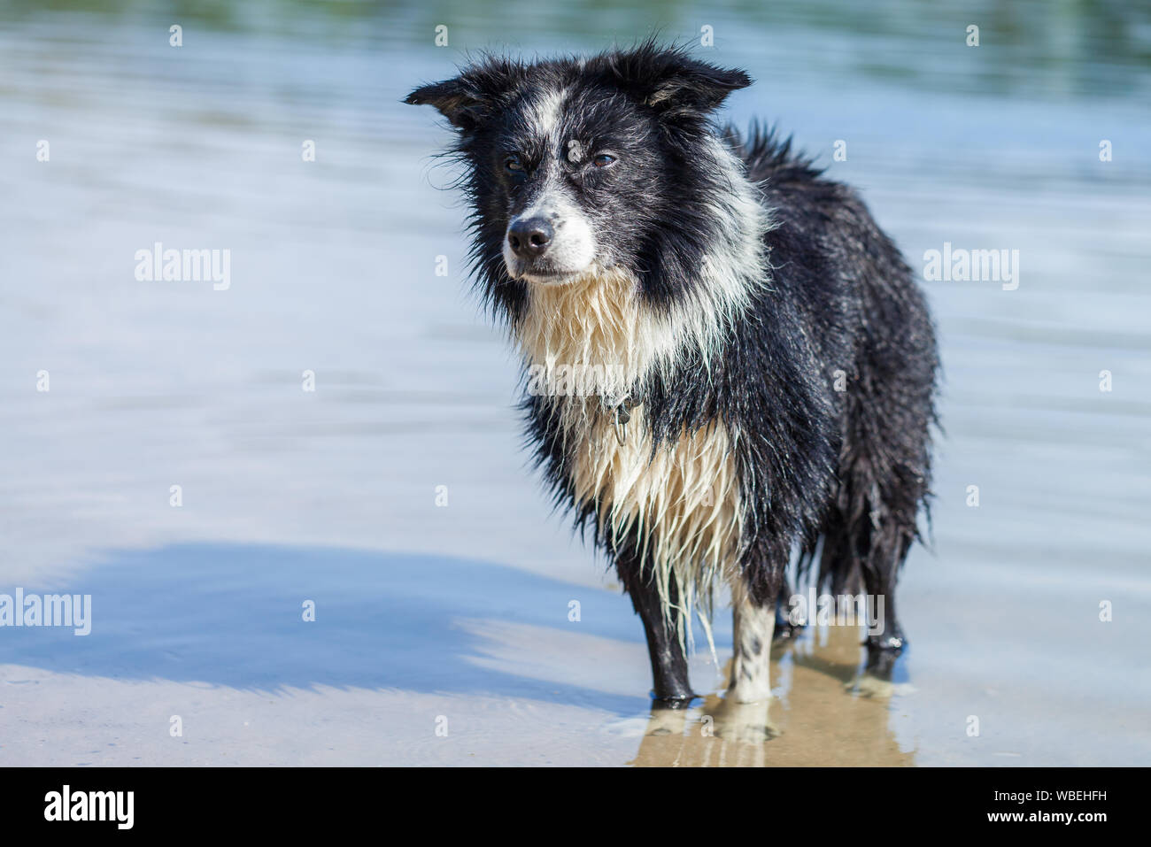 border collie fur