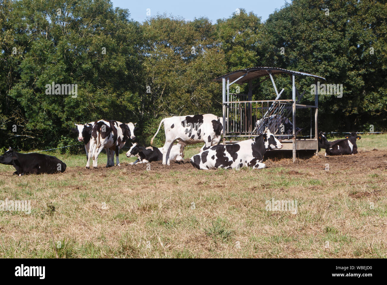 Hay Feeder Stock Photos Hay Feeder Stock Images Alamy