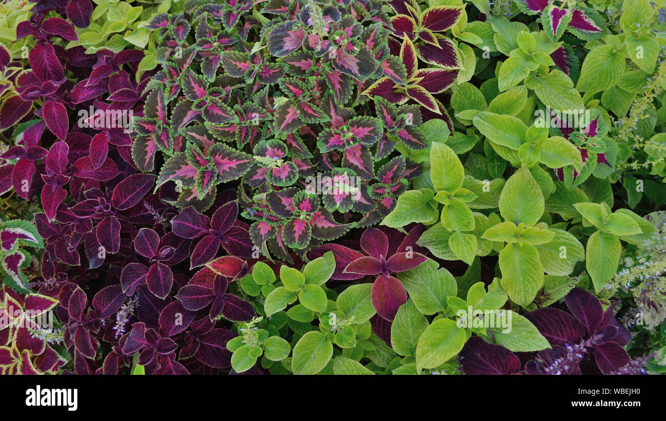 Coleus blumei plants in the garden Stock Photo - Alamy