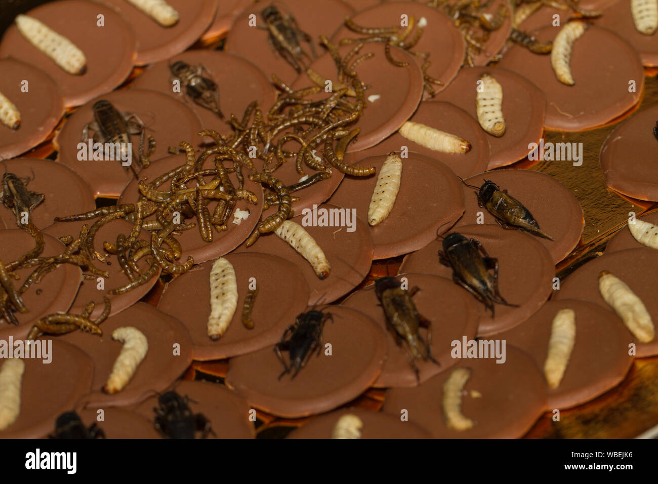 Concept on entomophagy, people eating insects with chocolate Stock Photo