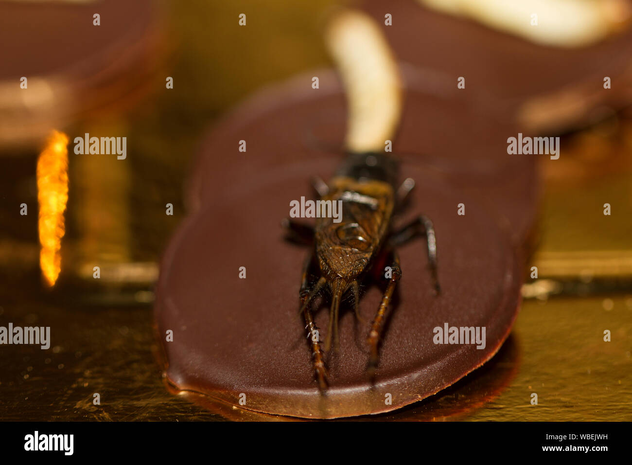 Concept on entomophagy, people eating insects with chocolate Stock Photo