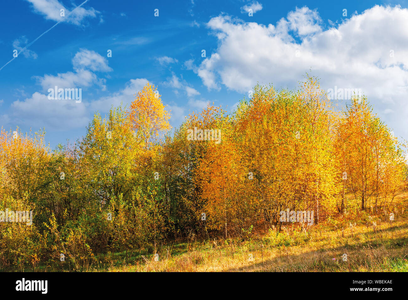 birch trees in golden foliage on the hill. beautiful fall scenery on a bright day beneath a blue sky with fluffy clouds Stock Photo