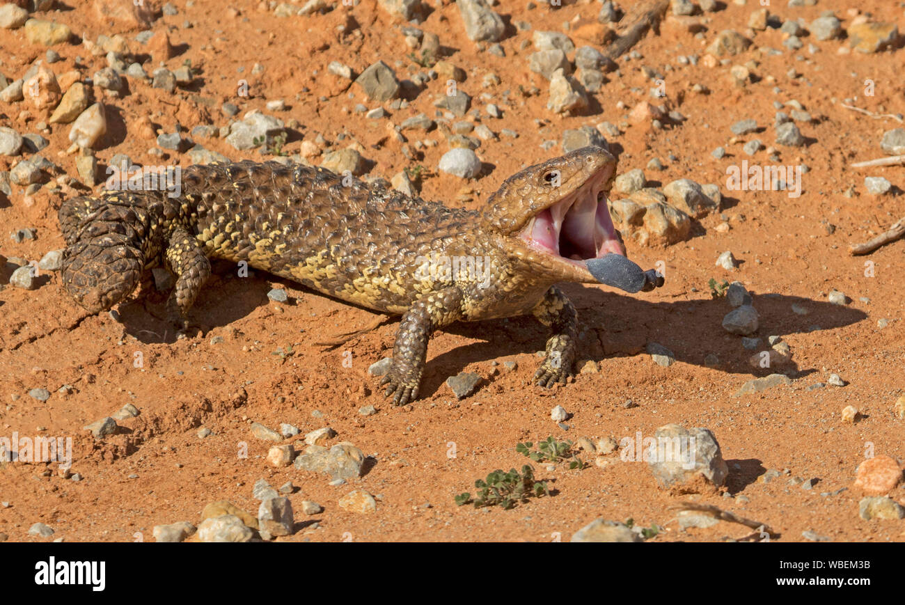Shingleback lizard, Tiliqua rugosa, on stony ground with mouth open and blue tongue visible in threatening pose, in the wild in outback Australia Stock Photo