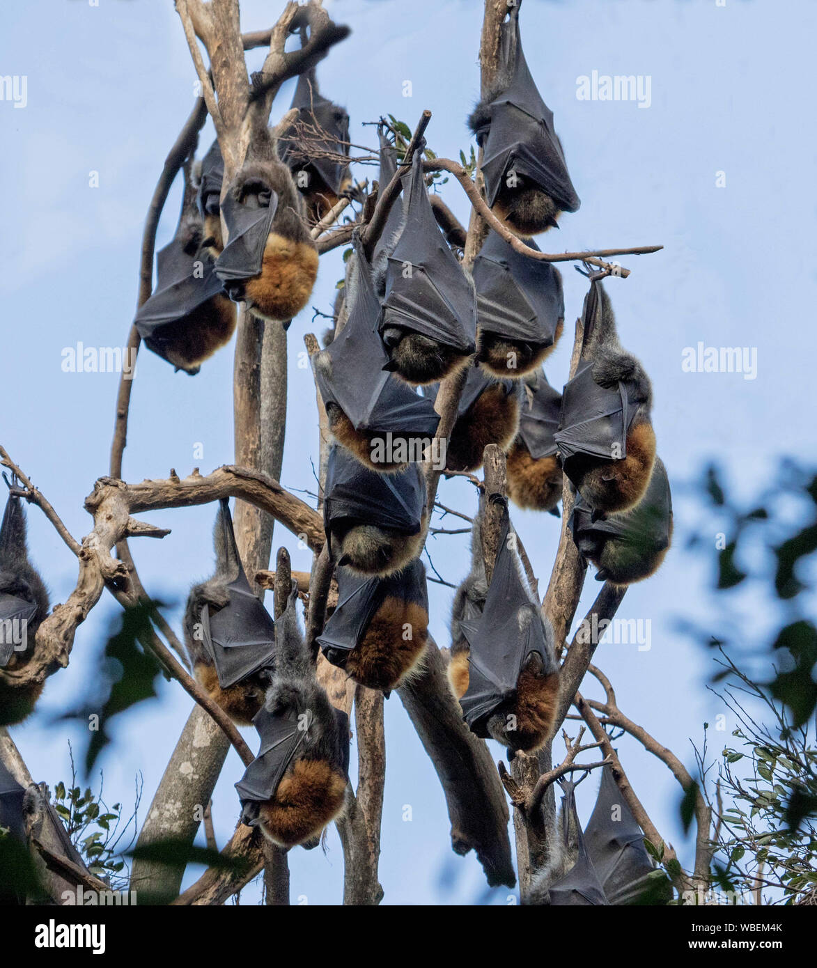 Group of grey-headed flying foxes, vulnerable species, black wings wrapped around bodies, sleeping hanging on branches of tree against blue sky - Aust Stock Photo