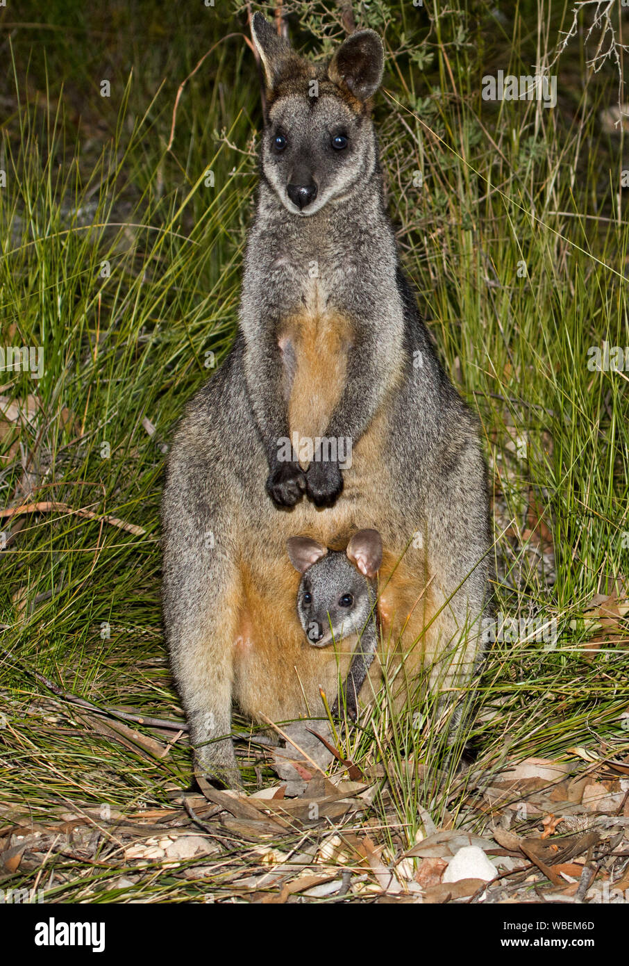 Beautiful swamp wallaby, Wallabia bicolour, with joey peering from pouch, both staring at camera from among tall grasses, in the wild in Australia Stock Photo