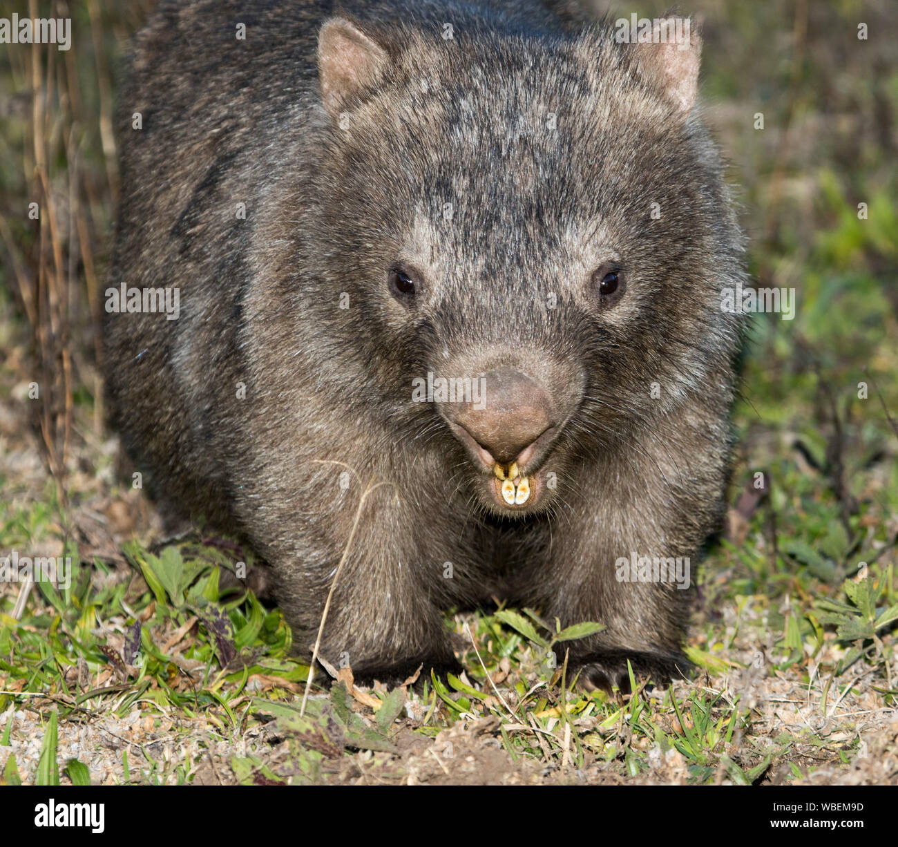 Common Wombat Vombatus Ursinus In The Wild And Staring At Camera With Large Teeth Clearly Visible At Dharug National Park Nsw Australia Stock Photo Alamy