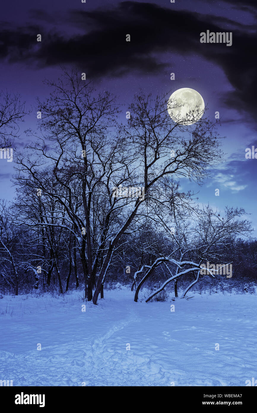 park in winter at night. beautiful nature scenery in full moon light Stock  Photo - Alamy