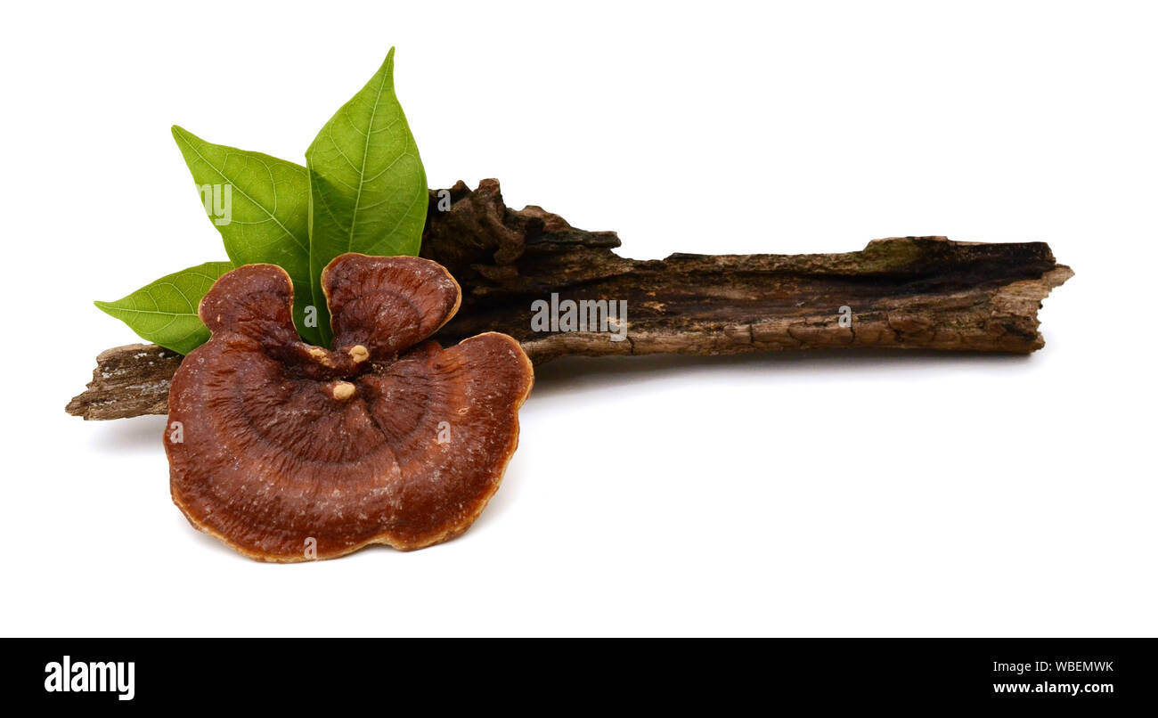 Lingzhi Mushroom Ganoderma Lucidum and woody plant isolated on white background Stock Photo