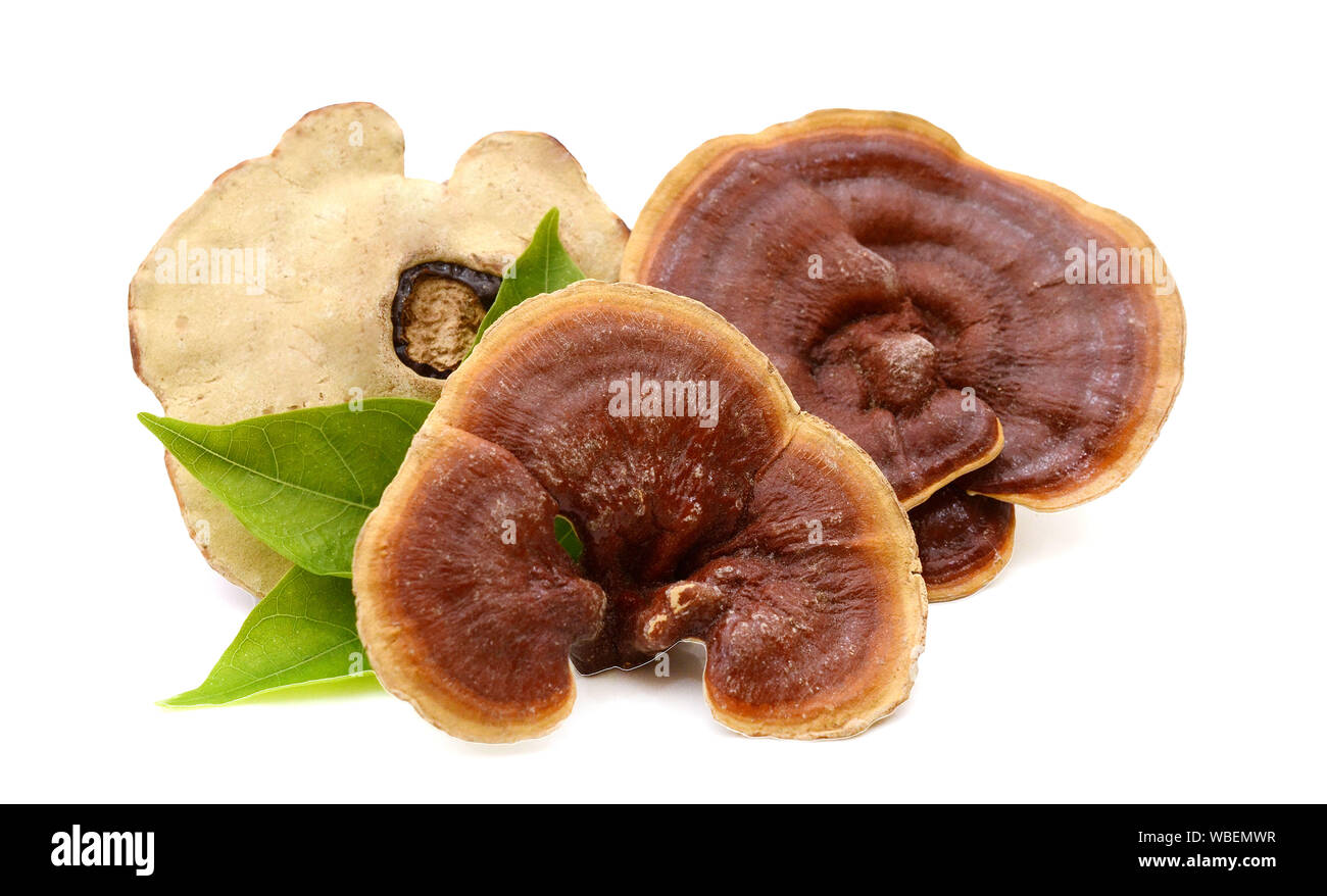 Dried lingzhi mushroom isolated on white background Stock Photo