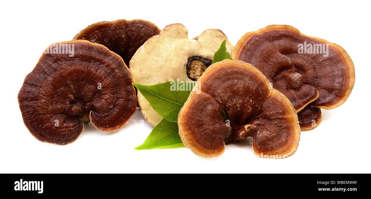 Dried lingzhi mushroom isolated on white background Stock Photo