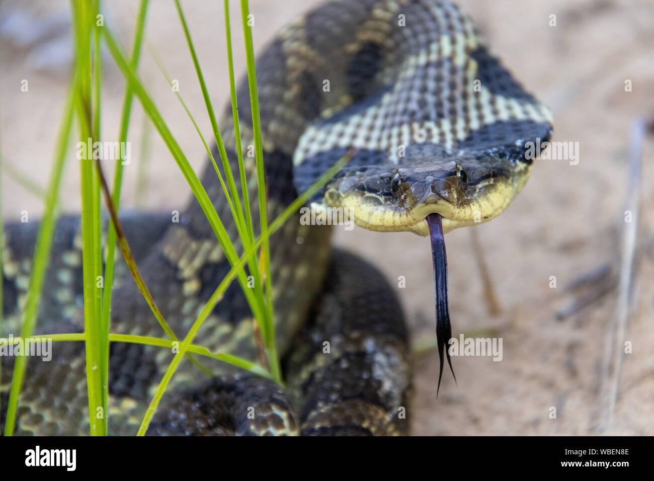 Eastern Hognose Snake Stock Photo Alamy