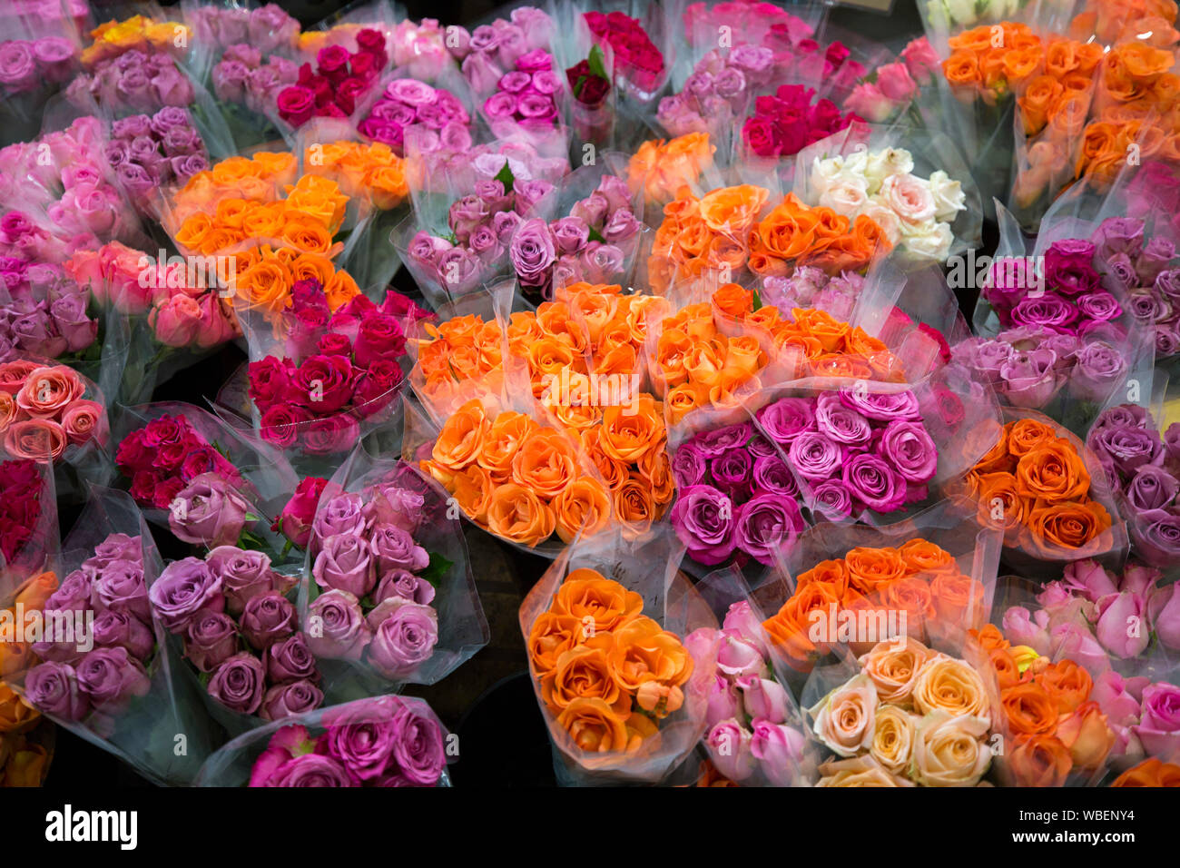 Bunches of roses at florist's market stall - orange, red and mauve flowers wrapped in clear cellophane Stock Photo