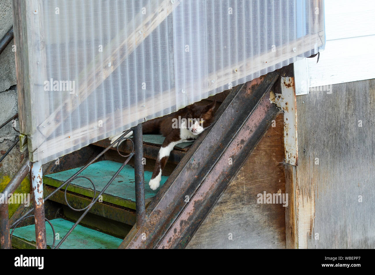 A cat lazing about on some steps. Stock Photo