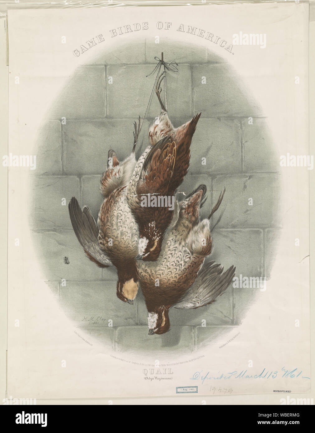 Game birds of America. Quail (Ortyx Virginiana) / H.M. Clay 1861. Abstract/medium: 1 print : lithograph, color ; 57.6 x 44.7 cm (sheet) Stock Photo