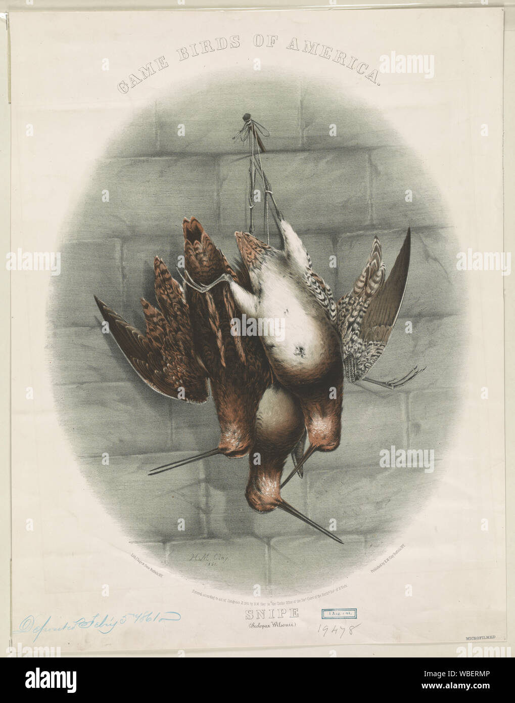 Game birds of America. Snipe (Scolopax Wilsonii) / H.M. Clay 1861. Abstract/medium: 1 print : lithograph, color ; 57.5 x 44.7 cm (sheet) Stock Photo