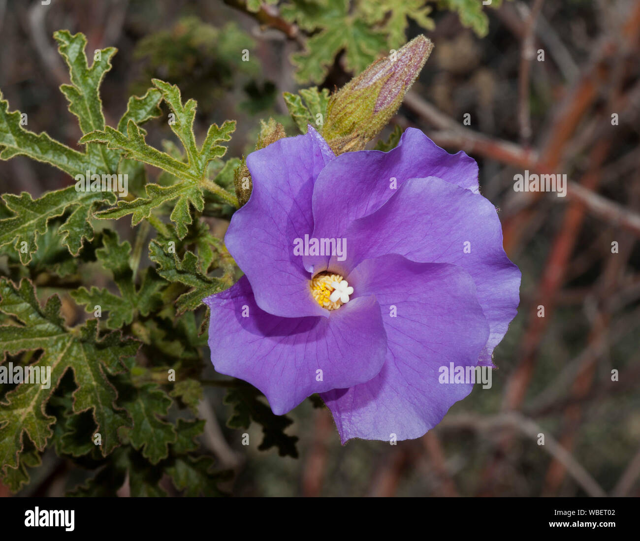 Beautiful purple flower, bud, and bright green foliage of Aloygyne huelgeli,  native hibiscus, and Australian wildflower Stock Photo