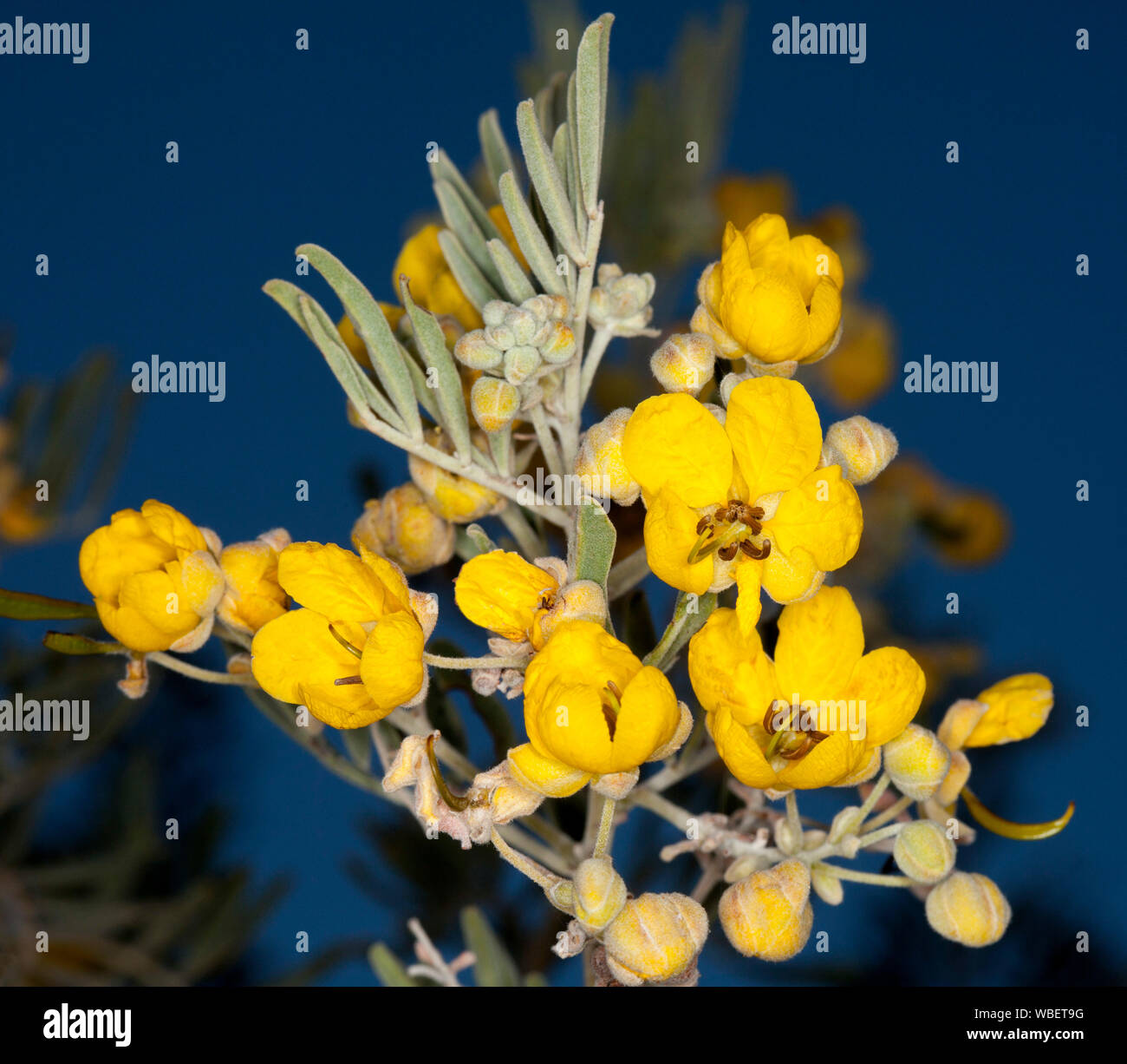 Cluster of bright yellow flowers & grey green leaves of Senna / Cassia artemisioides against background of blue sky in outback Australia - wildflowers Stock Photo