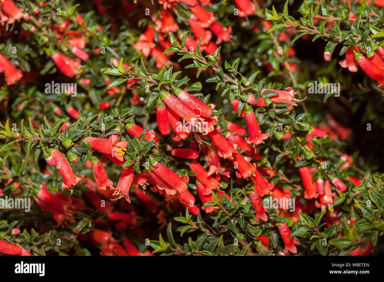 Cluster of bright red tubular flowers and vivid green leaves of evergreen  shrub Correa pulchella, native fuchsia, Australian wildflowers Stock Photo  - Alamy