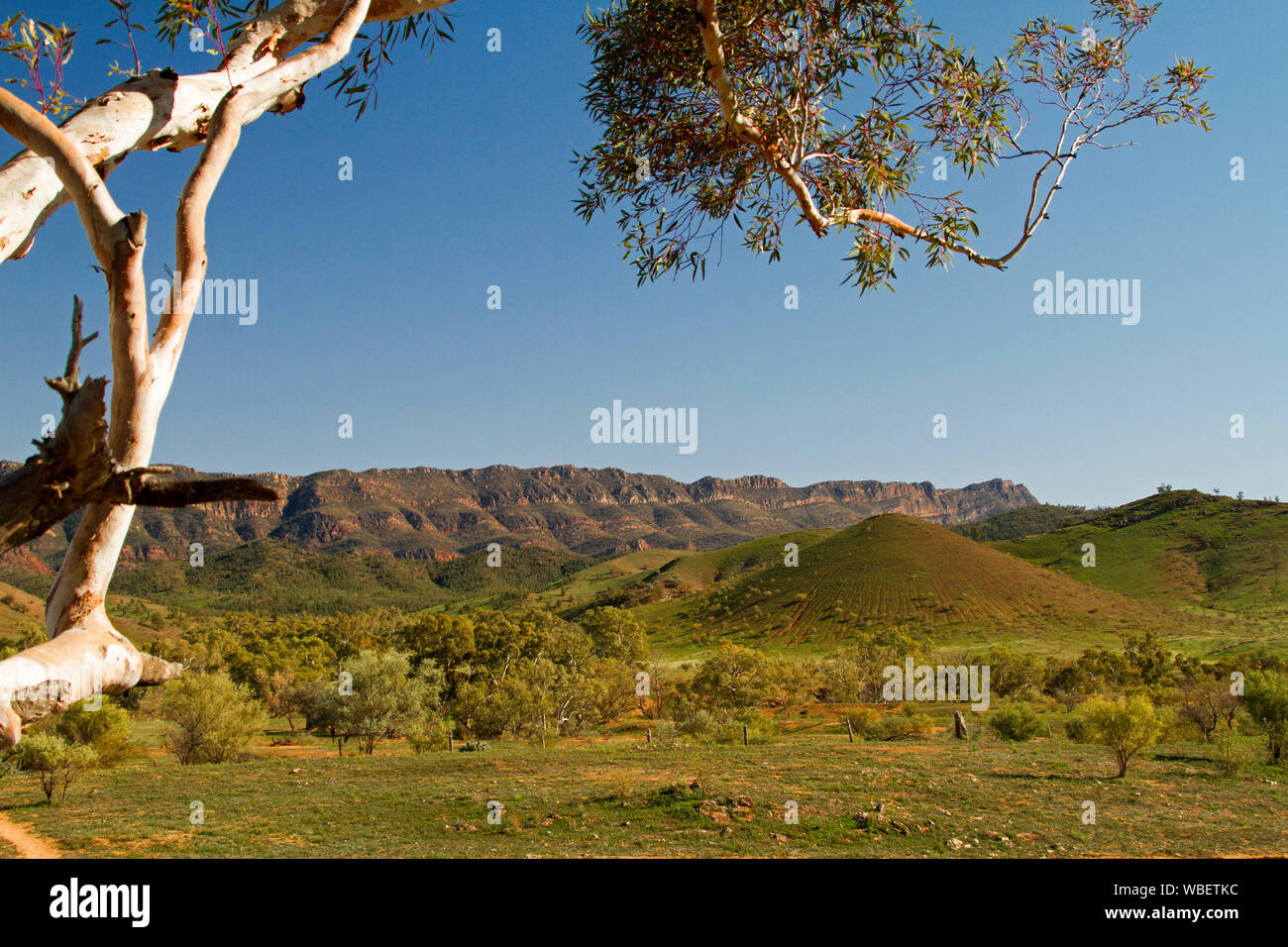 Vast landscape in Flinders Ranges National Park with rugged red rocky ranges beyond rolling green hills under blue sky , South Australia Stock Photo